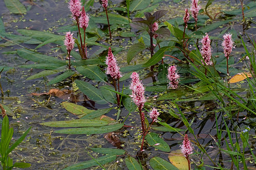 Persicaria amphibia